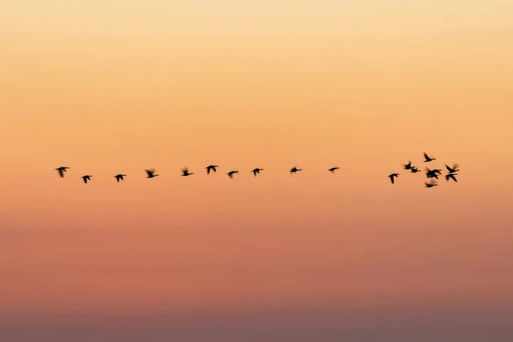 Cover image for Migration from Notion to Ghost
