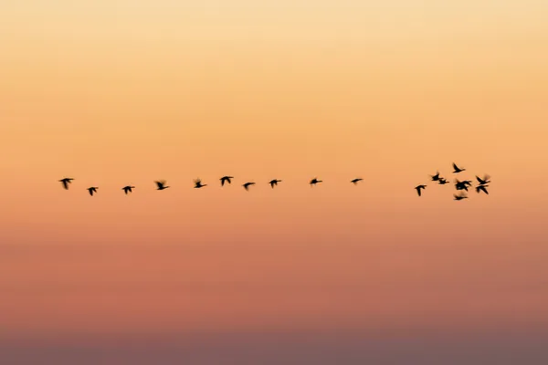 Cover image for Migration from Notion to Ghost