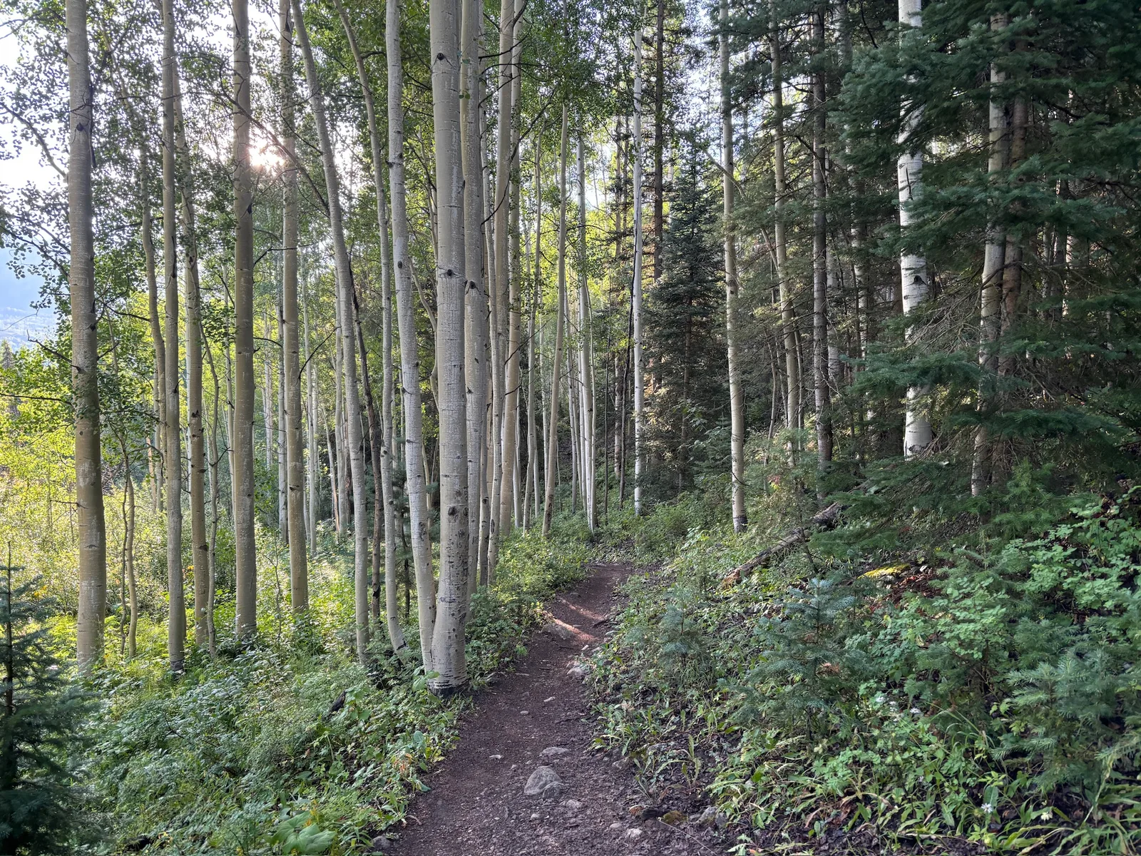 Through the aspen groves