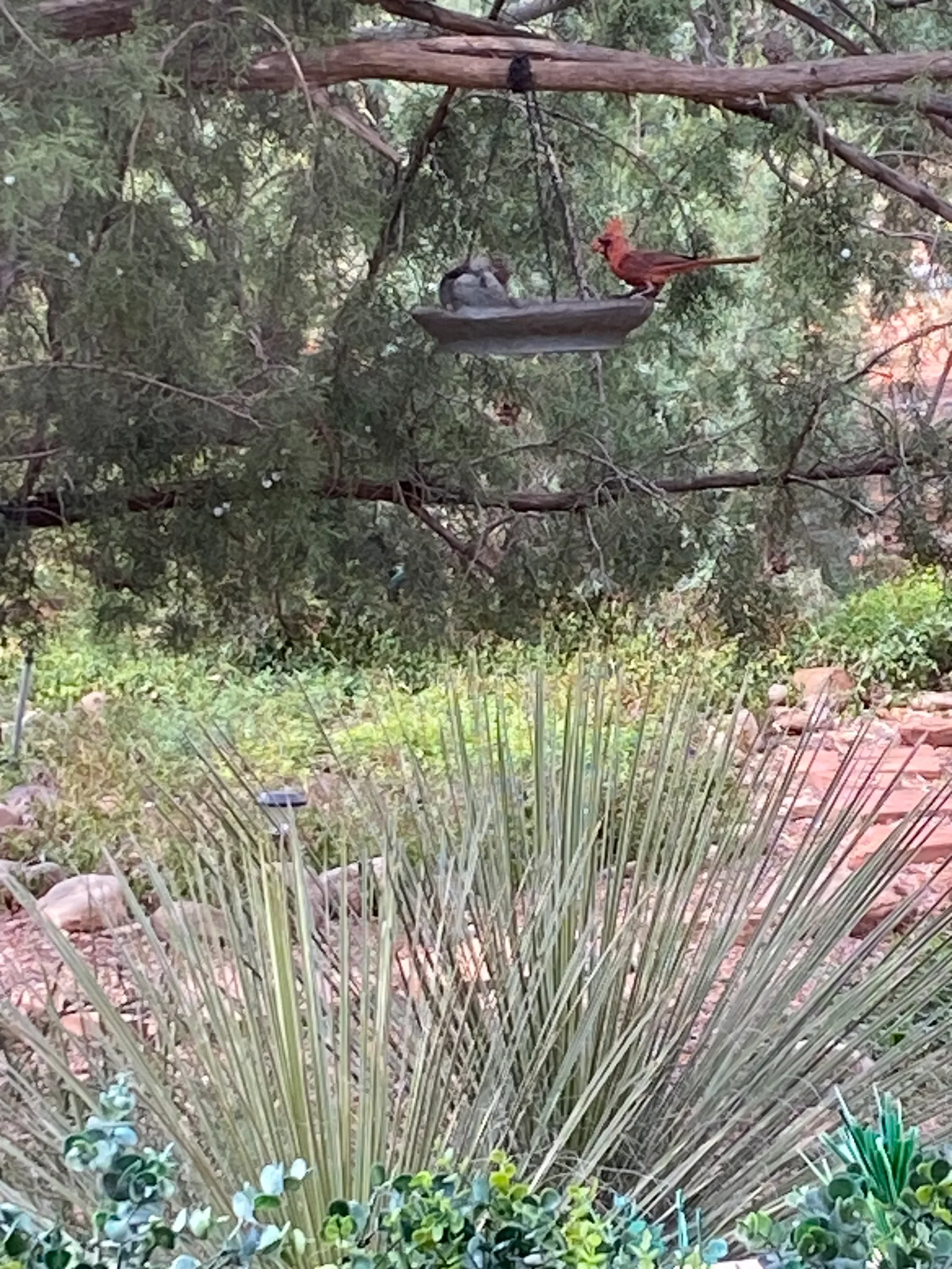 Northern Cardinal (red bird)