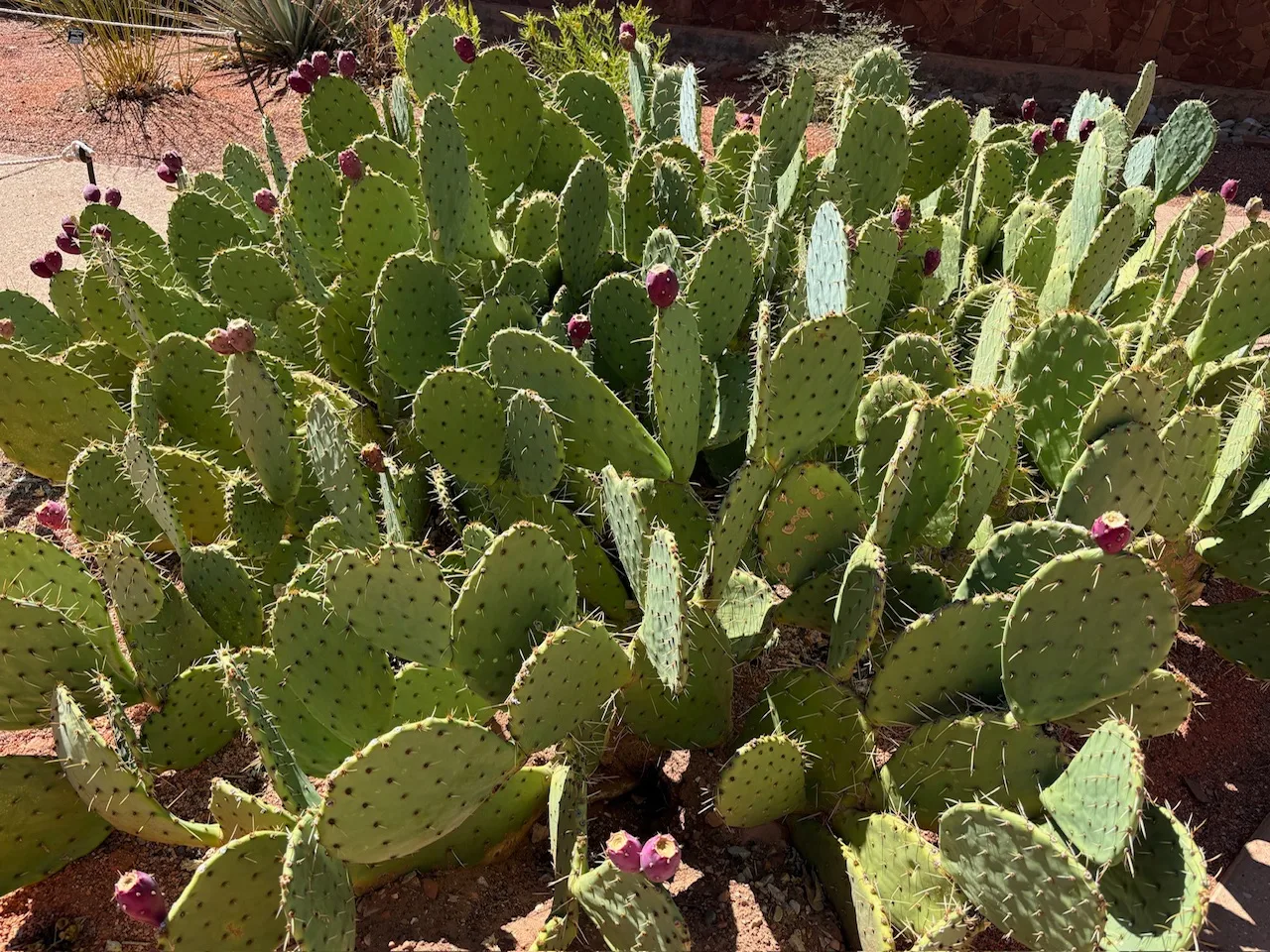 Flowering prickly pear cactus