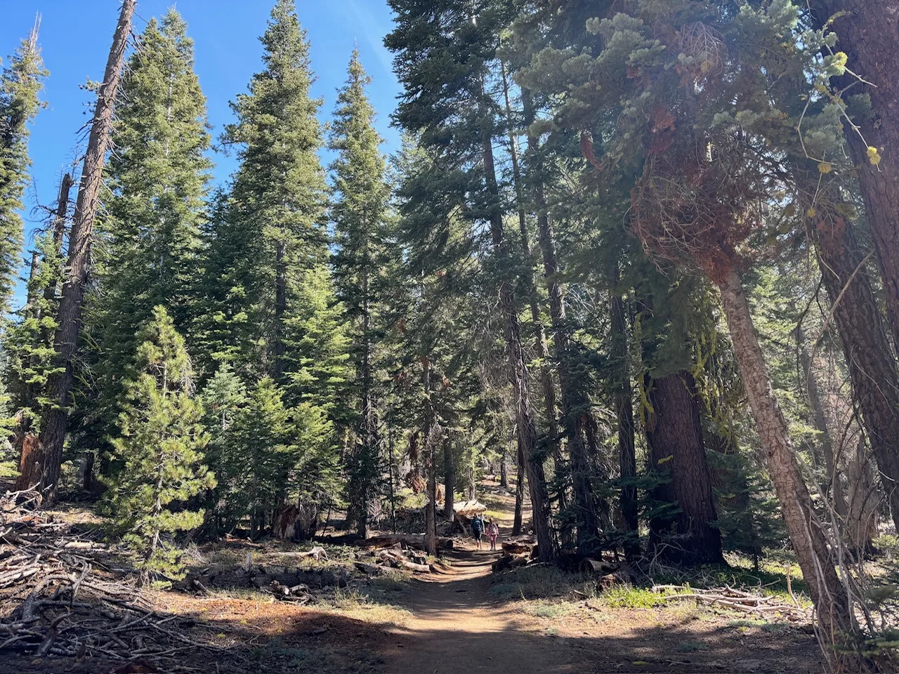 Beautiful pine woods