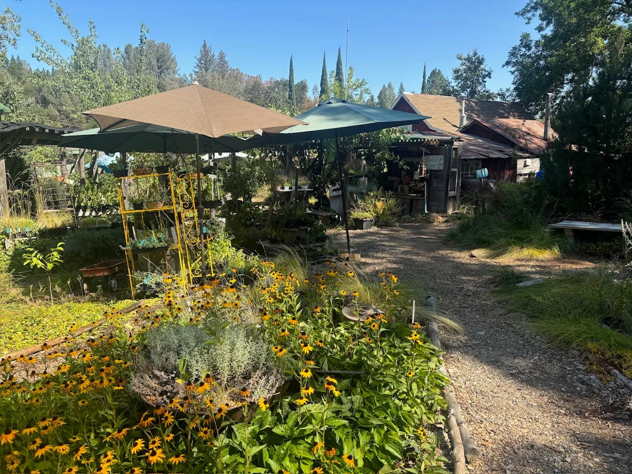 A fantastic coffee shop and nursery - Mountain Sage Coffee in Groveland